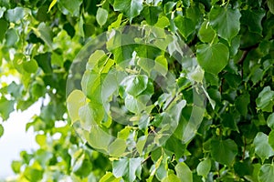 Linden branches with young fresh leaves  in sunny weather