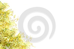 Linden bud, Tilia cordata background