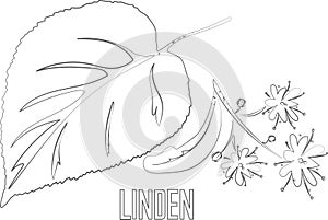 Linden contour vector illustration