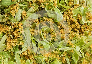 Linden. Dried herbs. Herbal medicine, phytotherapy medicinal her photo