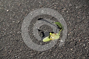 Linden flower on the asphalt, a sense of helplessness