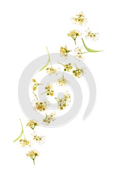 Linden flower falling
