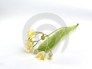 Linden flower herbal tea on isolated background