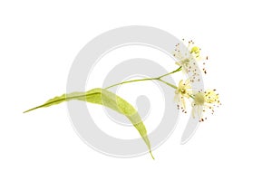 Linden flower isolated on white background
