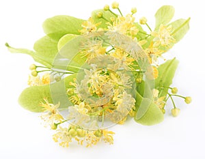 Linden flowers