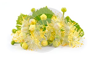 Linden flowers