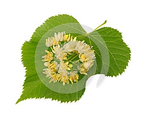 Linden flowers