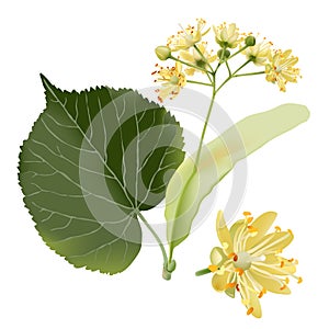 Linden flowers.