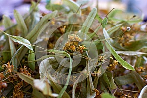 Linden flowers drying for making healing herbal tea