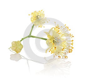 Linden flowers isolated on white