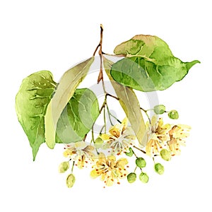 Linden flowers isolated on white background