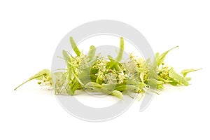 Linden flowers isolated on white background. Heap of fresh fragrant flowers