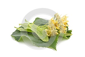 Linden flowers and leaf