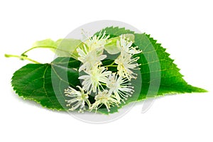 Linden flowers with leaves isolated on white background.