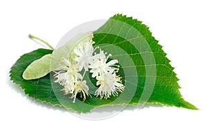 Linden flowers with leaves isolated on white background.