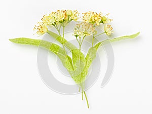 Linden flowers with leaves isolated on a white background. Limetree