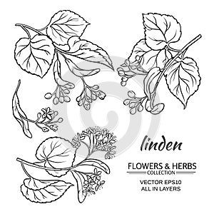 Linden vector set photo