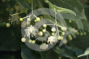 Linden Flowers pendant below serrated leaves in France