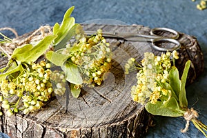 Linden flowers and scissors on an old wooden stump for the image of drying medicinal herbs