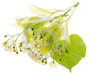 Linden flowers Tilia cordata