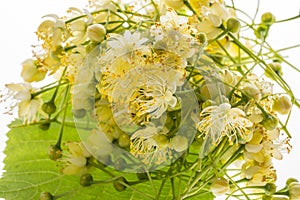 Linden flowers Tilia cordata