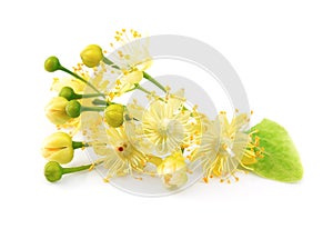 Linden flowers