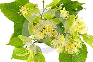 Linden flowers on the wooden table.