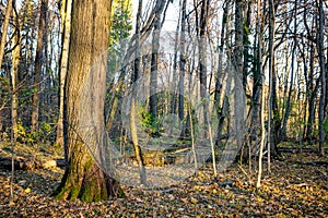 Linden forest, abandoned park