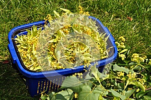 Linden harvest  inflorescences collected