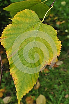 Linden leaf, close-up. Yellowing edges of a linden leaf, autumn.