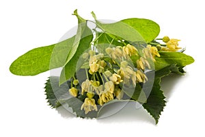 Linden  leaf with flowers