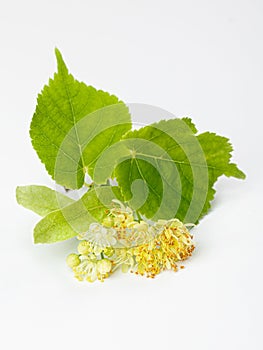 Linden leaf and flowers isolated on white