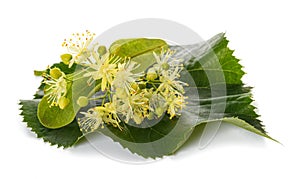 linden leaf with flowers