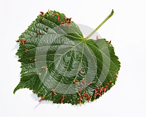 Linden leaf with galls