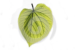 linden leaf isolated