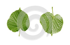 Linden leaf isolated