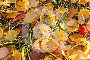 Linden or Lime Tilia leaves in autumn colours.