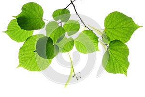 Linden (lime) Tree Leaves