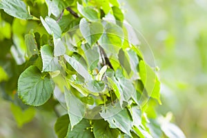 Linden Lime tree leaves in summer