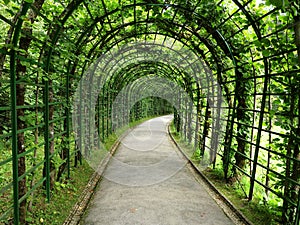 Linden pergola shaded walkway