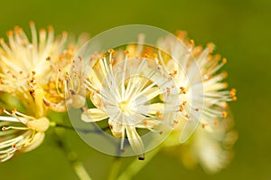 Linden pollen