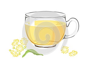 Linden tea. Hot medical drink with tilia flowers in a glass cup Isolated on a white background. Vector illustration