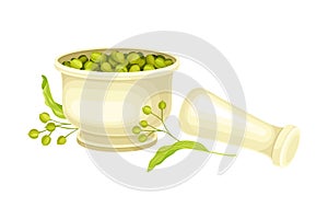 Linden or Tilia Cordata Drupe Fruit Rested in Mortar with Pestle for Grounding Vector Illustration