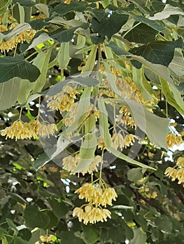 Linden tilia europea trees flowers suitable for tea photo