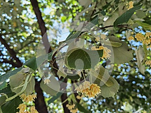 Linden tilia europea trees flowers suitable for tea photo