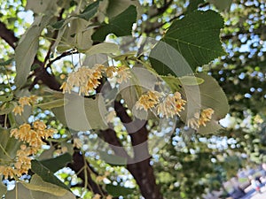 Linden tilia europea trees flowers suitable for tea photo