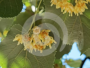 Linden tilia europea trees flowers suitable for tea photo