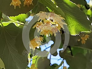 Linden tilia europea trees flowers suitable for tea photo