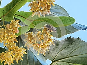 Linden tilia europea trees flowers suitable for tea photo