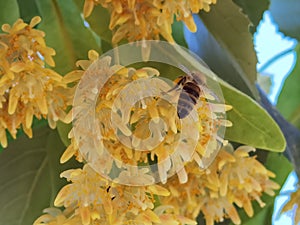 Linden tilia europea trees flowers suitable for tea photo